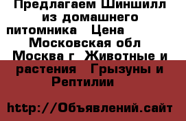 Предлагаем Шиншилл из домашнего питомника › Цена ­ 2 000 - Московская обл., Москва г. Животные и растения » Грызуны и Рептилии   